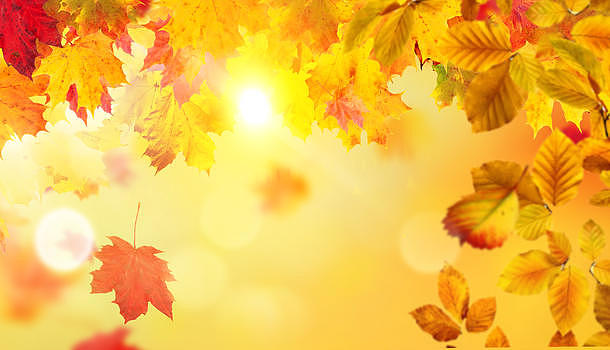 秋季叶子背景图片素材免费下载
