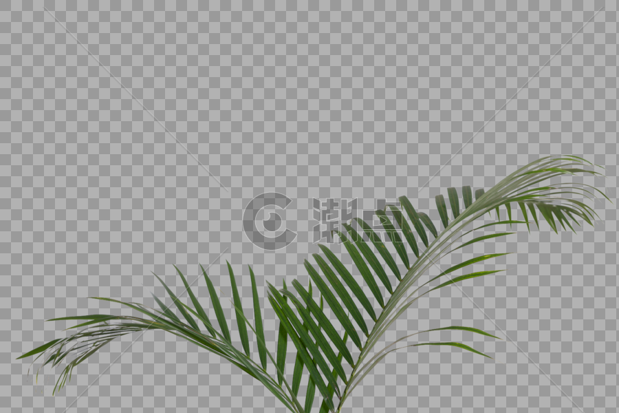 绿色植物椰树叶图片素材免费下载