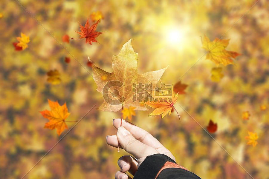 秋季叶子背景图片素材免费下载