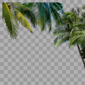 椰子树叶图片素材免费下载