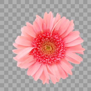 粉色太阳花图片素材免费下载