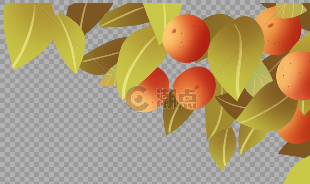 橘子树图片素材免费下载