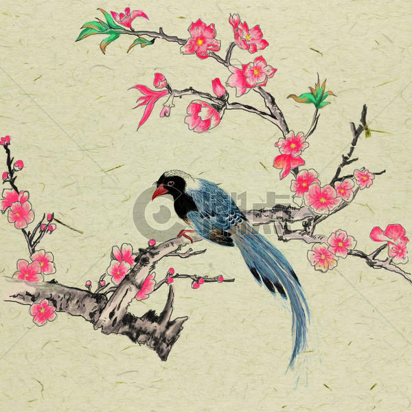 花与鸟图片素材免费下载