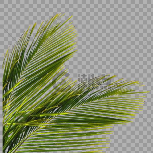 棕榈树叶图片素材免费下载