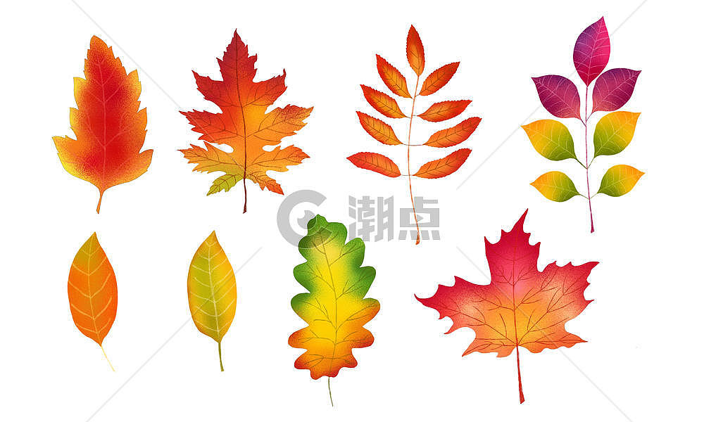 秋季手绘枫叶图片素材免费下载