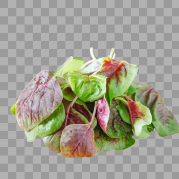新鲜蔬菜苋菜图片素材免费下载