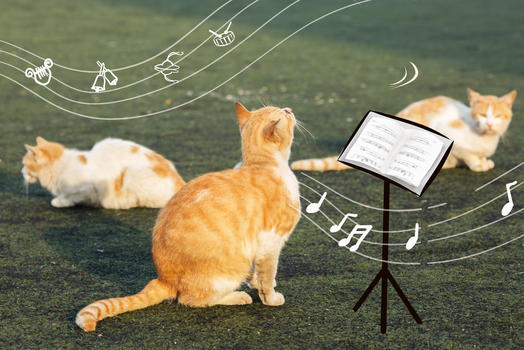 猫咪草地音乐节图片素材免费下载