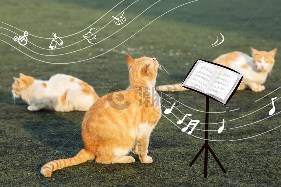 猫咪草地音乐节图片素材免费下载
