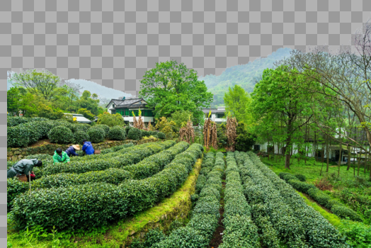 绿色茶山茶园图片素材免费下载