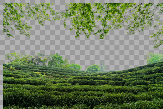 绿色茶山茶园图片素材免费下载