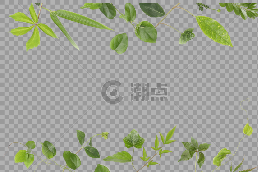 绿色热带植物树叶图片素材免费下载