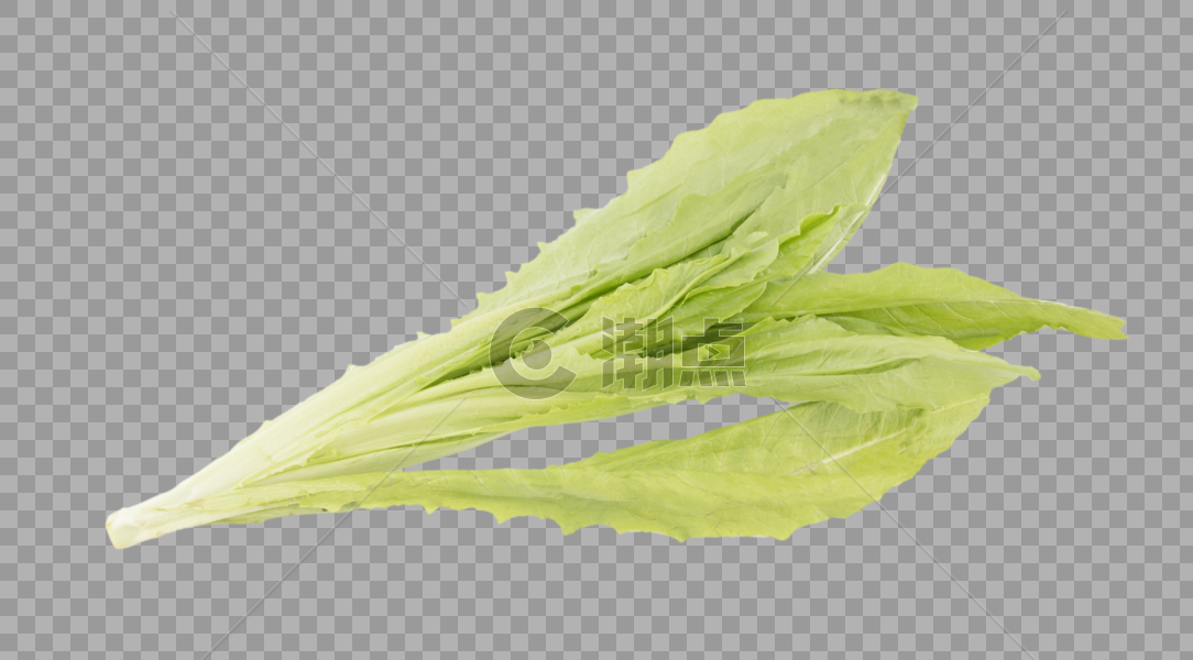 油麦菜绿色蔬菜图片素材免费下载