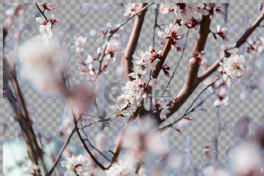 樱花花枝花瓣图片素材免费下载