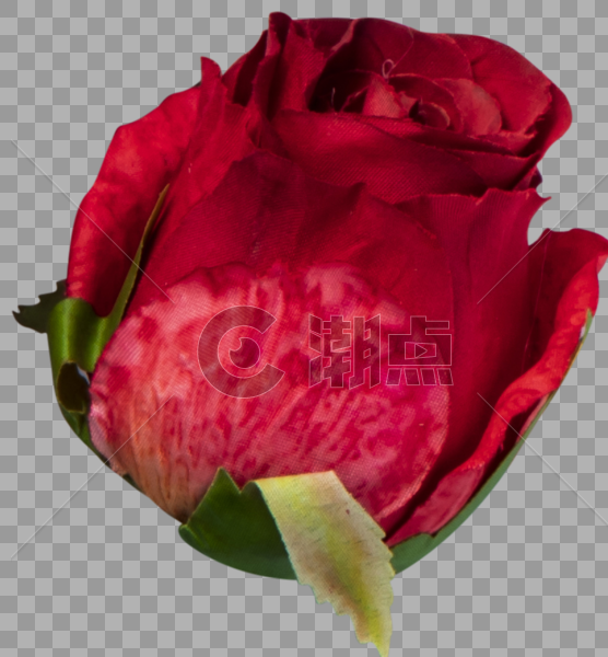 玫瑰图片素材免费下载