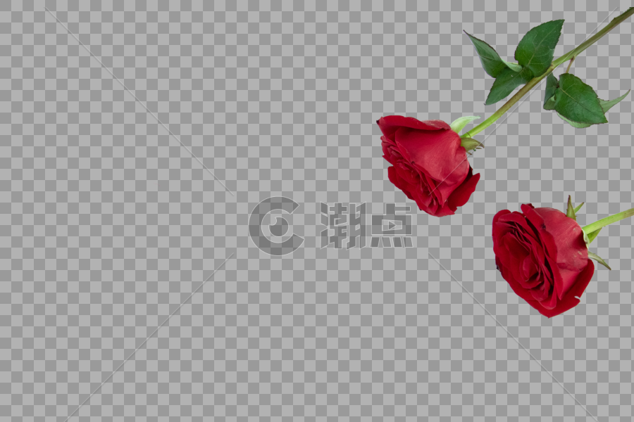 玫瑰图片素材免费下载