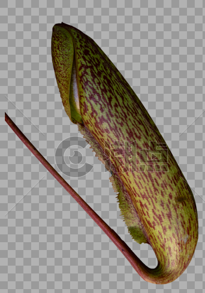 二齿猪笼草食虫植物图片素材免费下载