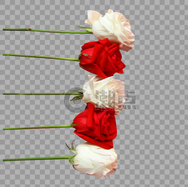 七夕情人节红玫瑰白玫瑰图片素材免费下载