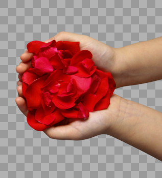 双手捧着红玫瑰花瓣图片素材免费下载