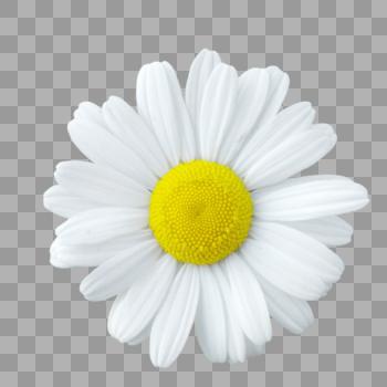 白色花朵图片素材免费下载