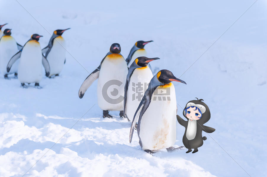 企鹅宝宝图片素材免费下载