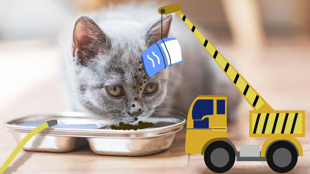 猫咪投食图片素材免费下载