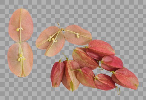 清新红果种子树叶创意摆拍图片素材免费下载
