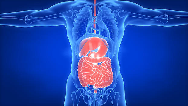 人体肝脏肠道图片素材免费下载