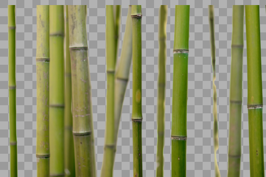 竹子图片素材免费下载