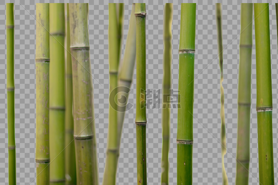 竹子图片素材免费下载