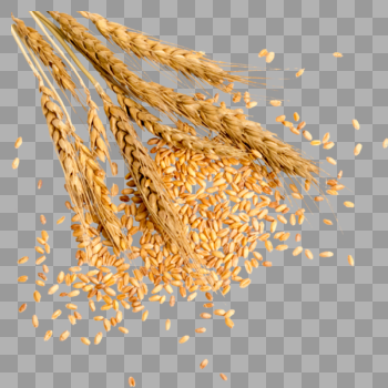 小麦麦穗图片素材免费下载