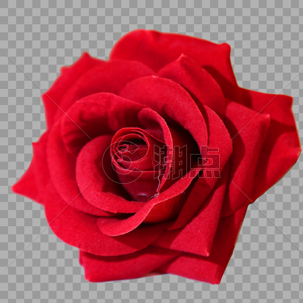 鲜花玫瑰图片素材免费下载