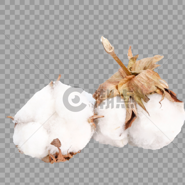 新疆棉花图片素材免费下载