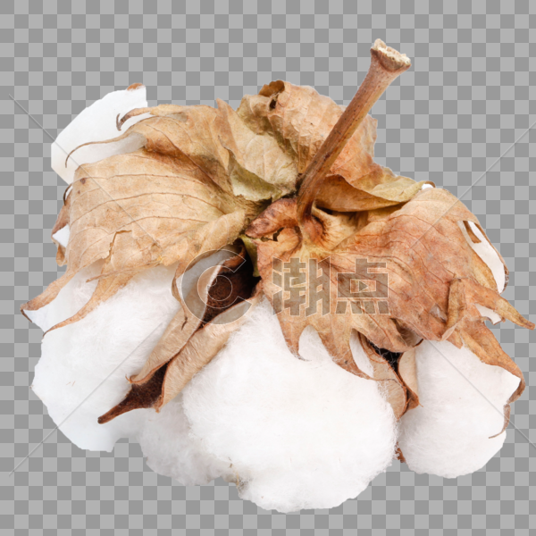 新疆棉花图片素材免费下载