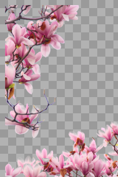 春天里的粉色玉兰花图片素材免费下载