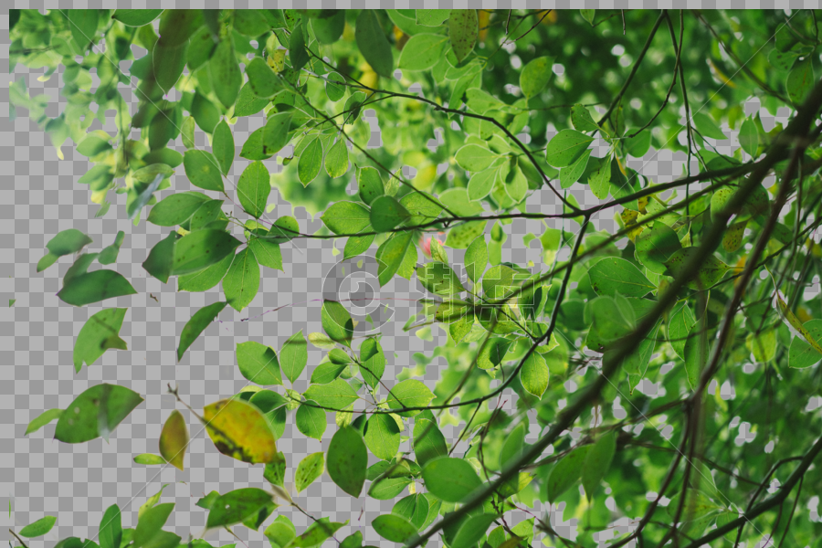 植物 花草 树木绿叶叶子图片素材免费下载