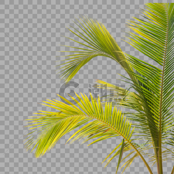 椰子叶绿色 树叶热带植物图片素材免费下载