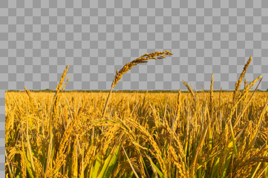 唯美黄色水稻大米装饰图片素材免费下载