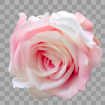 淡粉色花卉矢量图图片素材免费下载
