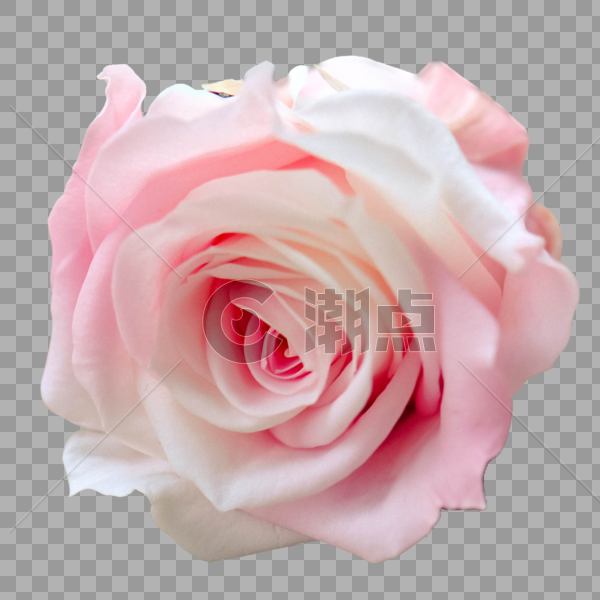 淡粉色花卉矢量图图片素材免费下载