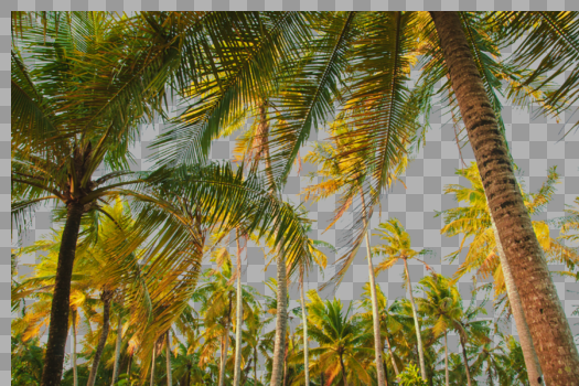 椰树叶子元素图片素材免费下载