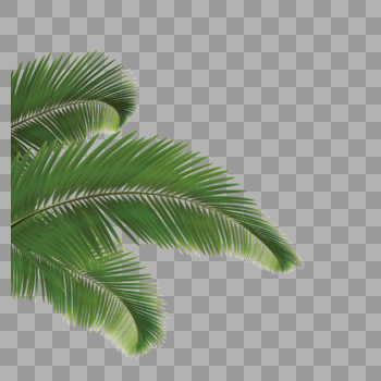 椰树椰子元素图片素材免费下载
