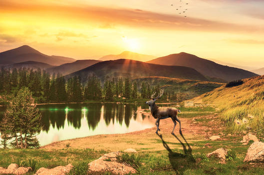 森林湖边的鹿图片素材免费下载