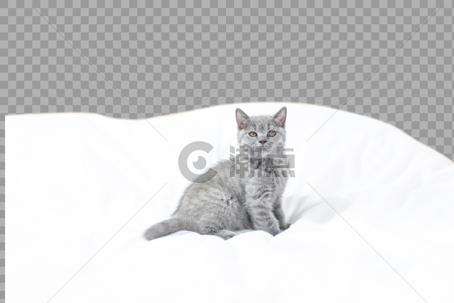 床单上的小猫图片素材免费下载