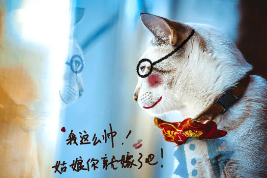 帅猫猫咪示爱情人节图片素材免费下载