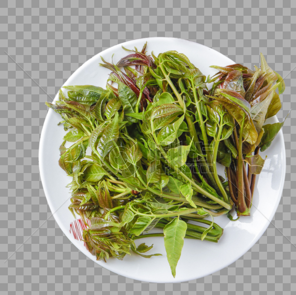 香椿菜图片素材免费下载