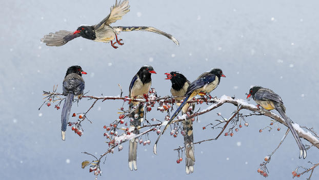 雪和鸟图片素材免费下载
