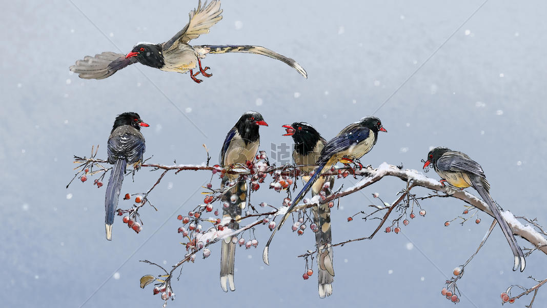 雪和鸟图片素材免费下载