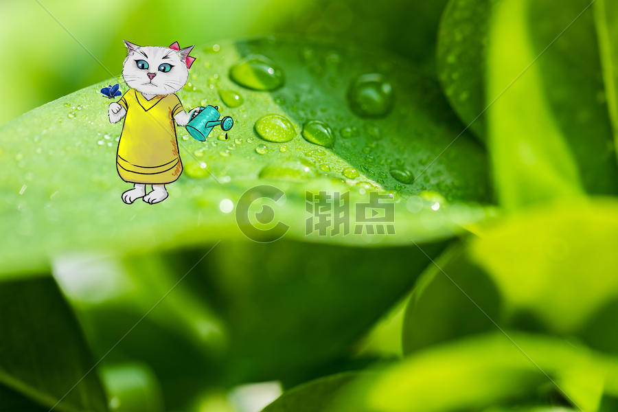 浇水小猫被蝴蝶惊呆图片素材免费下载