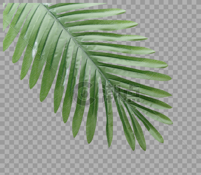 植物的叶子图片素材免费下载
