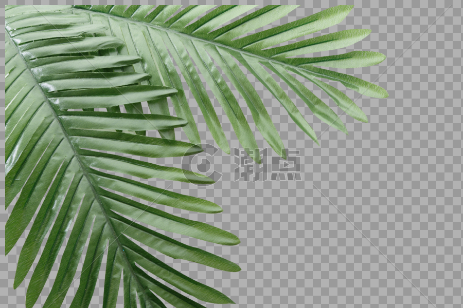 植物的叶子图片素材免费下载